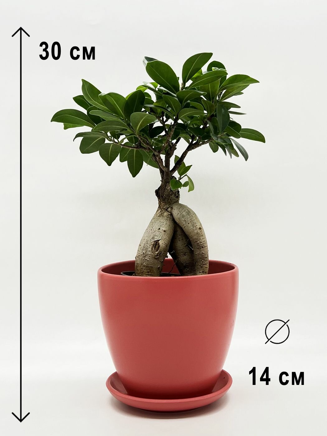 Фикус Микрокарпа бонсай в керамическом розовом горшке с поддоном, высота композиции 30 см