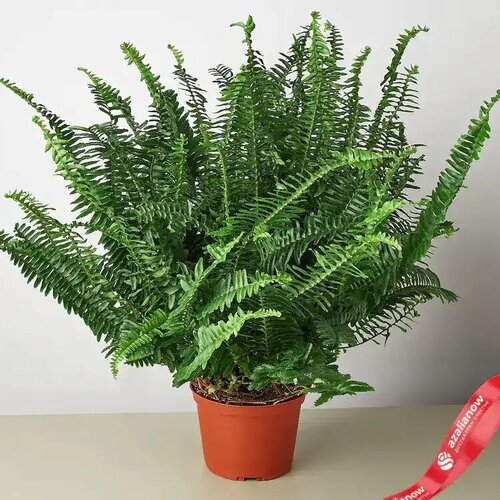 Папоротник высота 50-70 см.