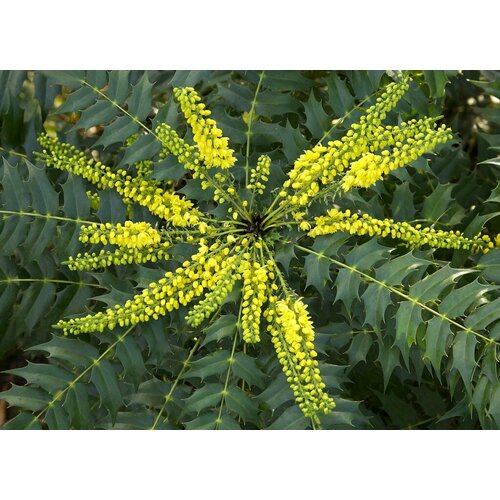 Магония Биля семена 10 шт (Mahonia bealei)