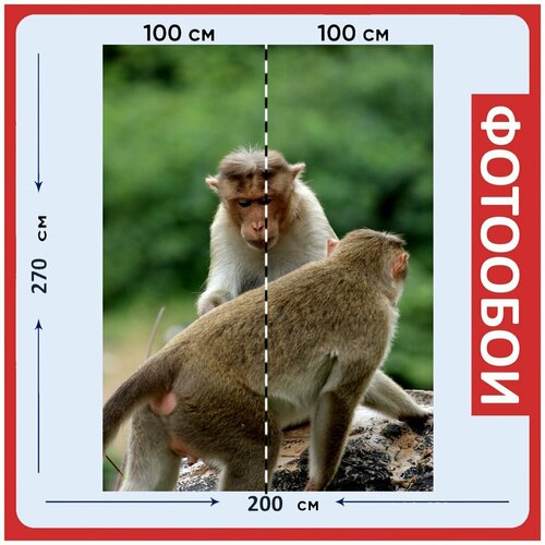 Фотообои Обезьяна крупным планом лангура серый лангур 200x270 см флизелиновыена стену 2950₽