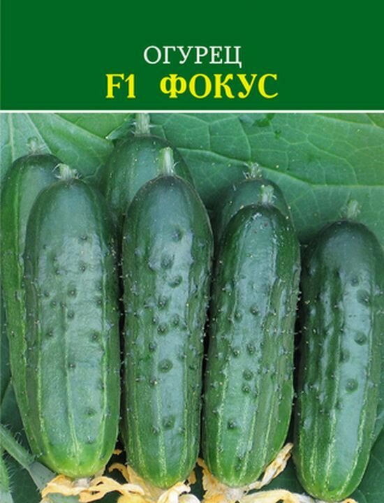 Семена Огурец F1 Фокус 10 шт.