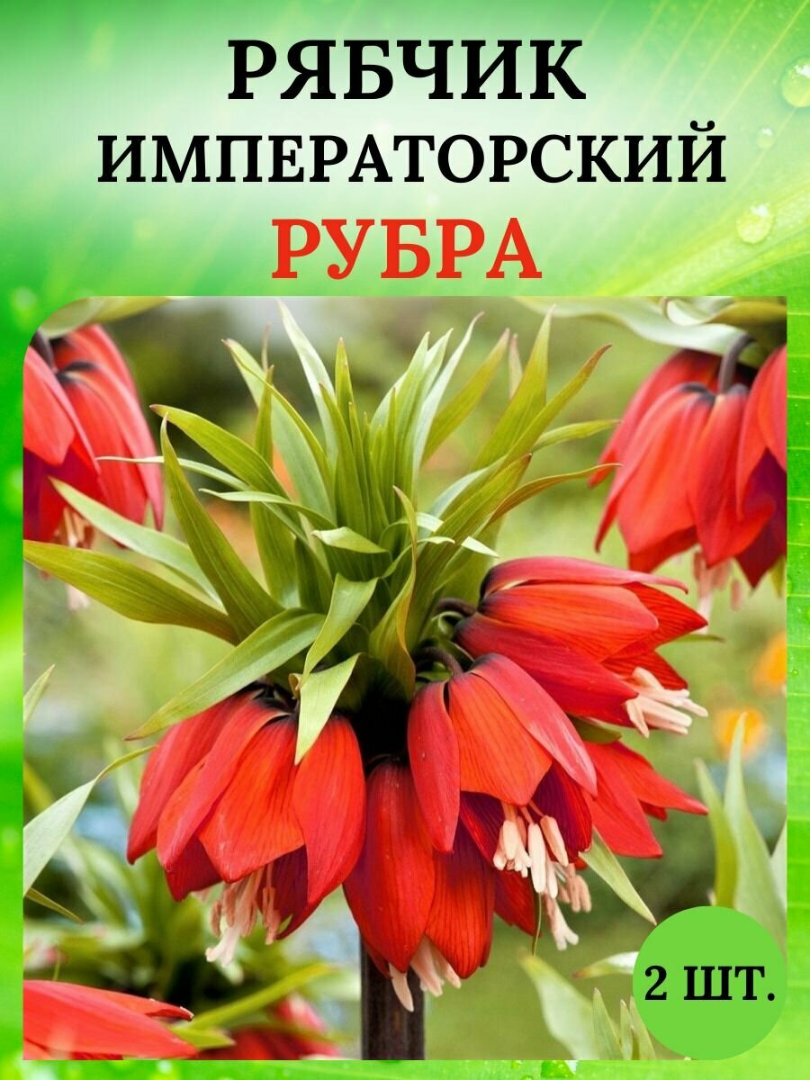 Рябчик луковицы 2 шт, многолетние цветы