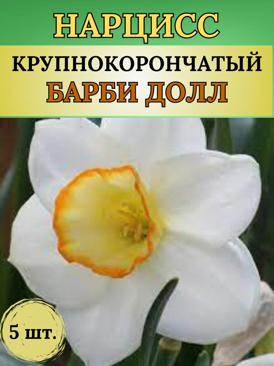 Нарциссы луковицы многолетние цветы 5 штук