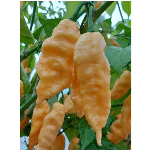 Семена Острый перец Bhut Jolokia peach (Бхут Джолокия персиковый), 5 штук