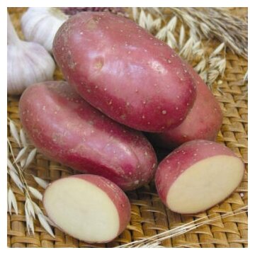 Семенной картофель Ажур 10 кг
