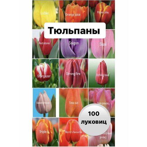 Тюльпаны луковицы 100 шт