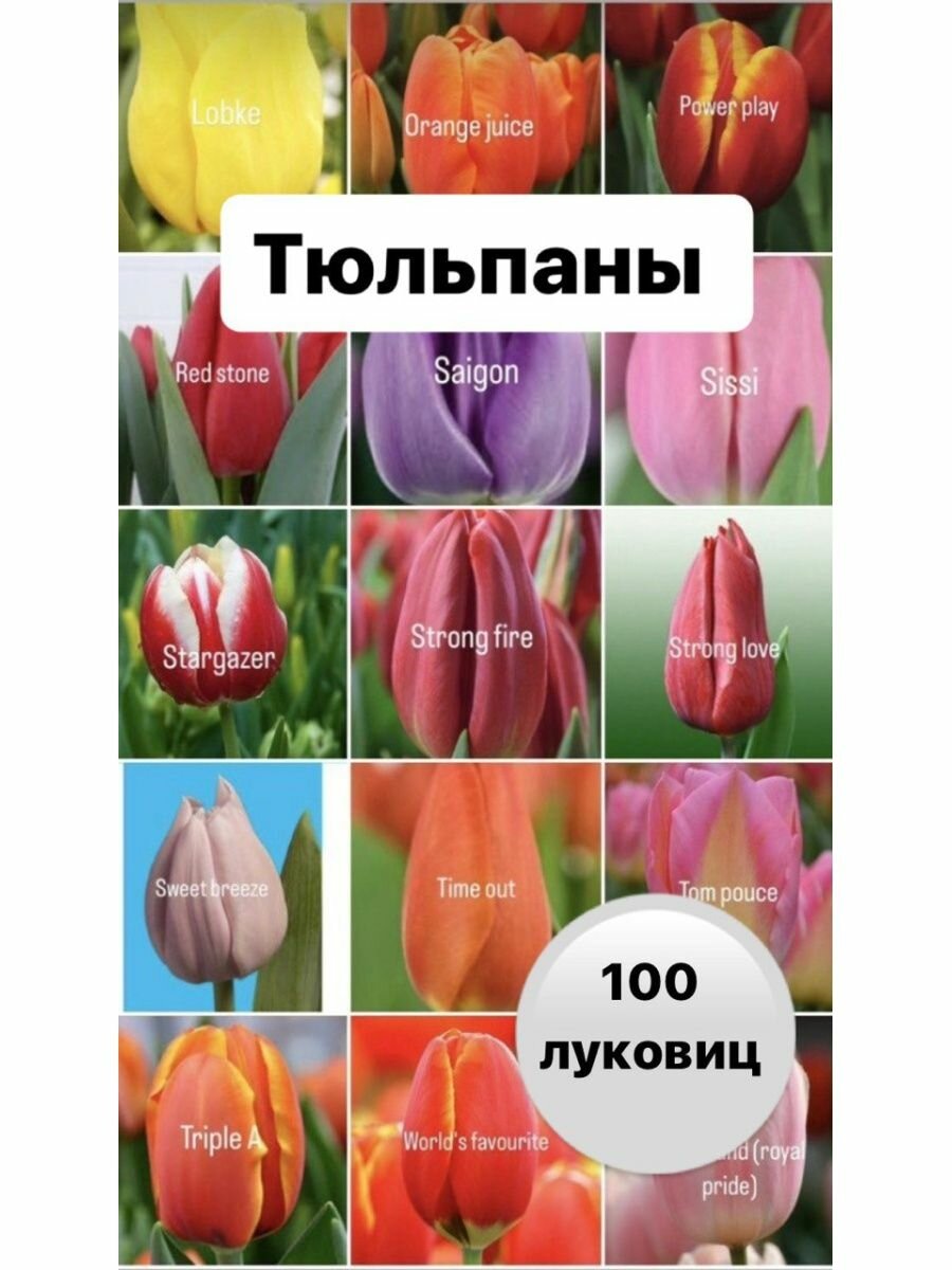 Тюльпаны луковицы 100 шт - фотография № 1