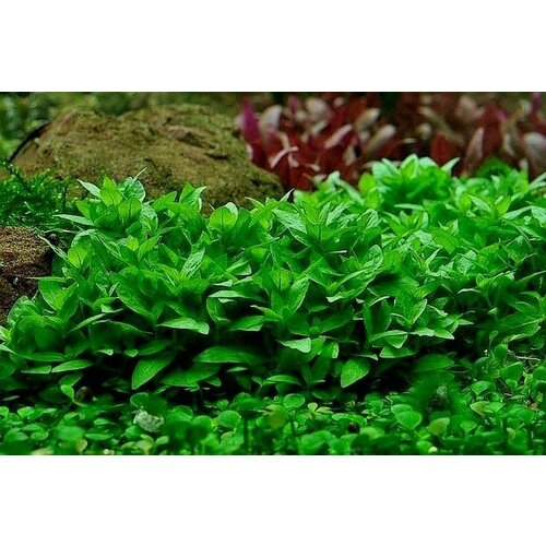 Стаурогин Репенс (Staurogyne repens) 3 веточки