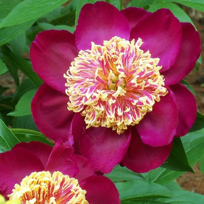 Пион травянистый Сворд Данс луковицы клубни корни цветов