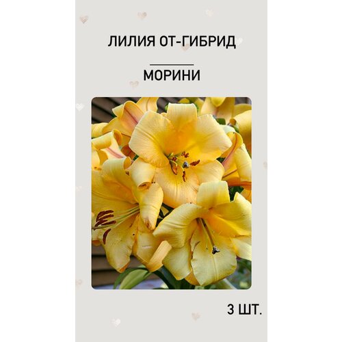 Лилия Морини, луковицы многолетних цветов