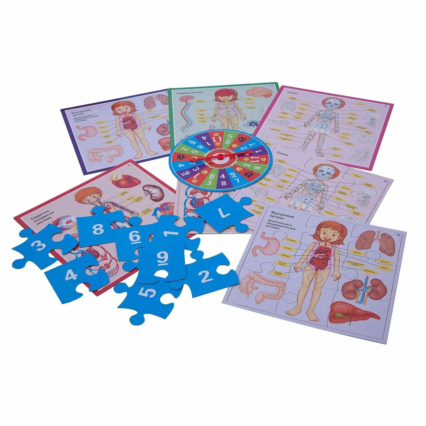 Игра обучающая, настольная "ВЕСЕЛАЯ АНАТОМИЯ" (ВВ3792) Bondibon - фото №11