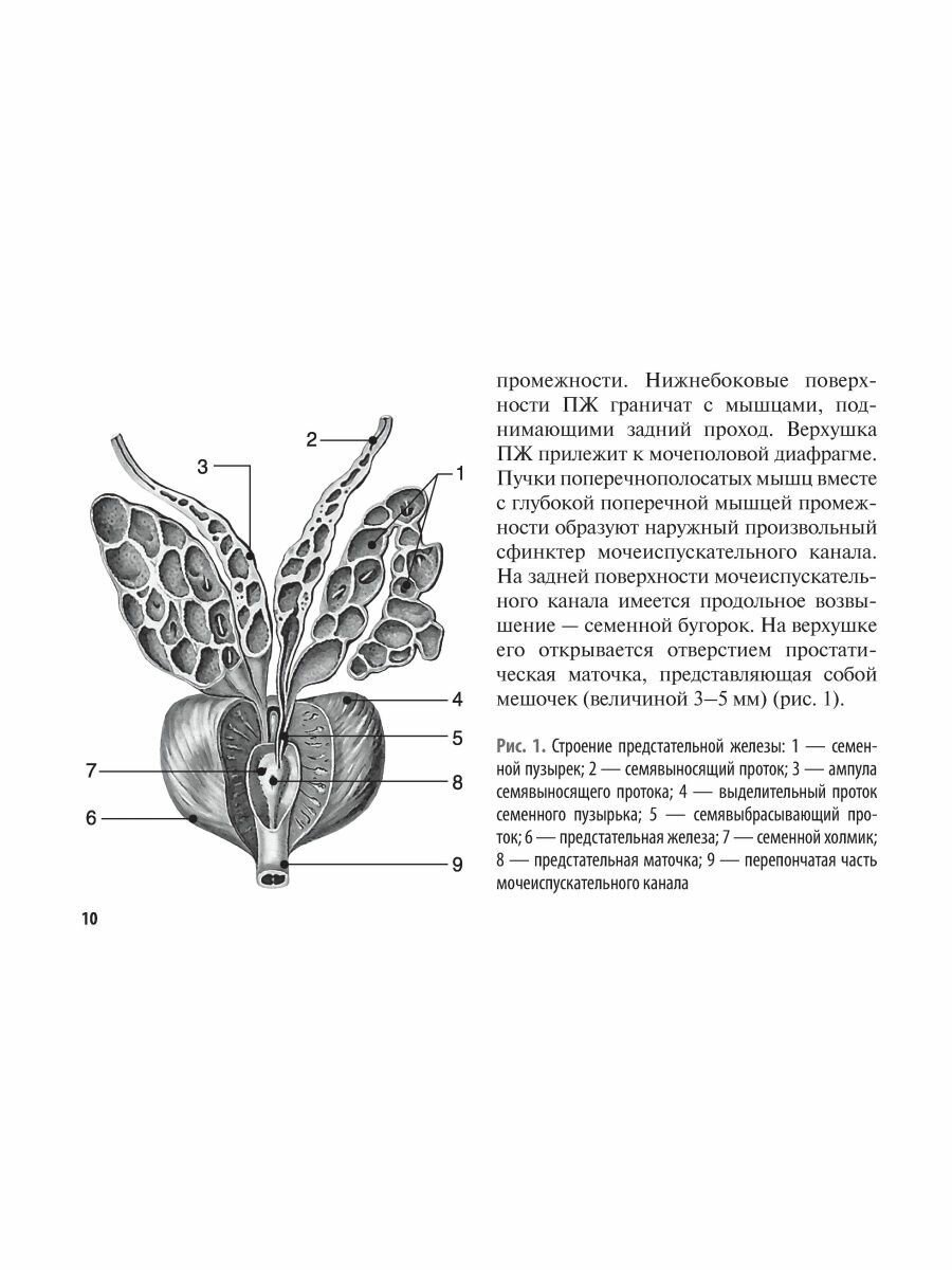 Рак предстательной железы. Руководство для врачей - фото №12