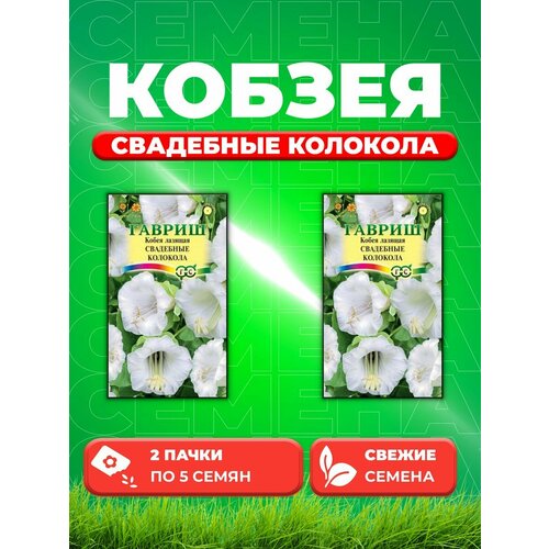 Кобея лазящая Свадебные колокола 5 шт. (2уп) семена кобея лазающая свадебные колокола 5шт