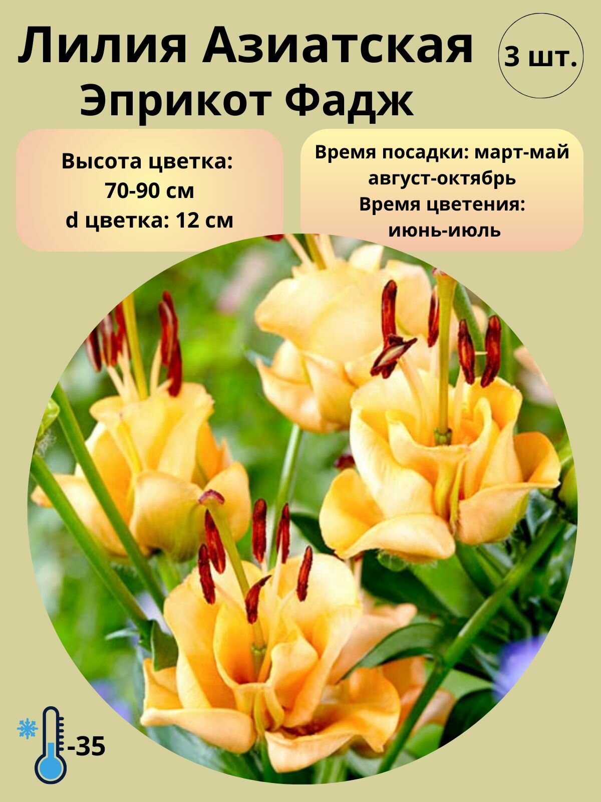 Лилия Азиатская, луковицы 3 шт