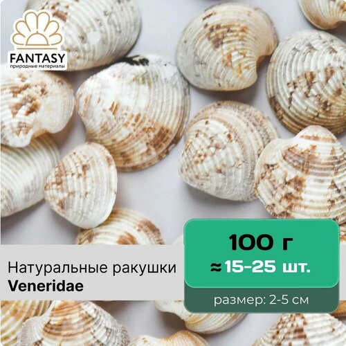 Натуральные морские ракушки FANTASY Veneridae размер - 2-5 см набор весом отборные набор весом 100 г 15-25 шт 280₽