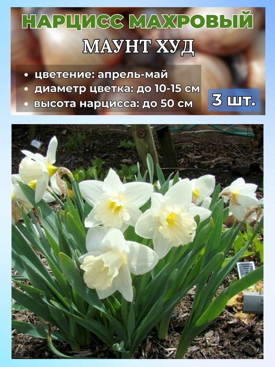 Нарцисс махровый. луковицы 3 штуки