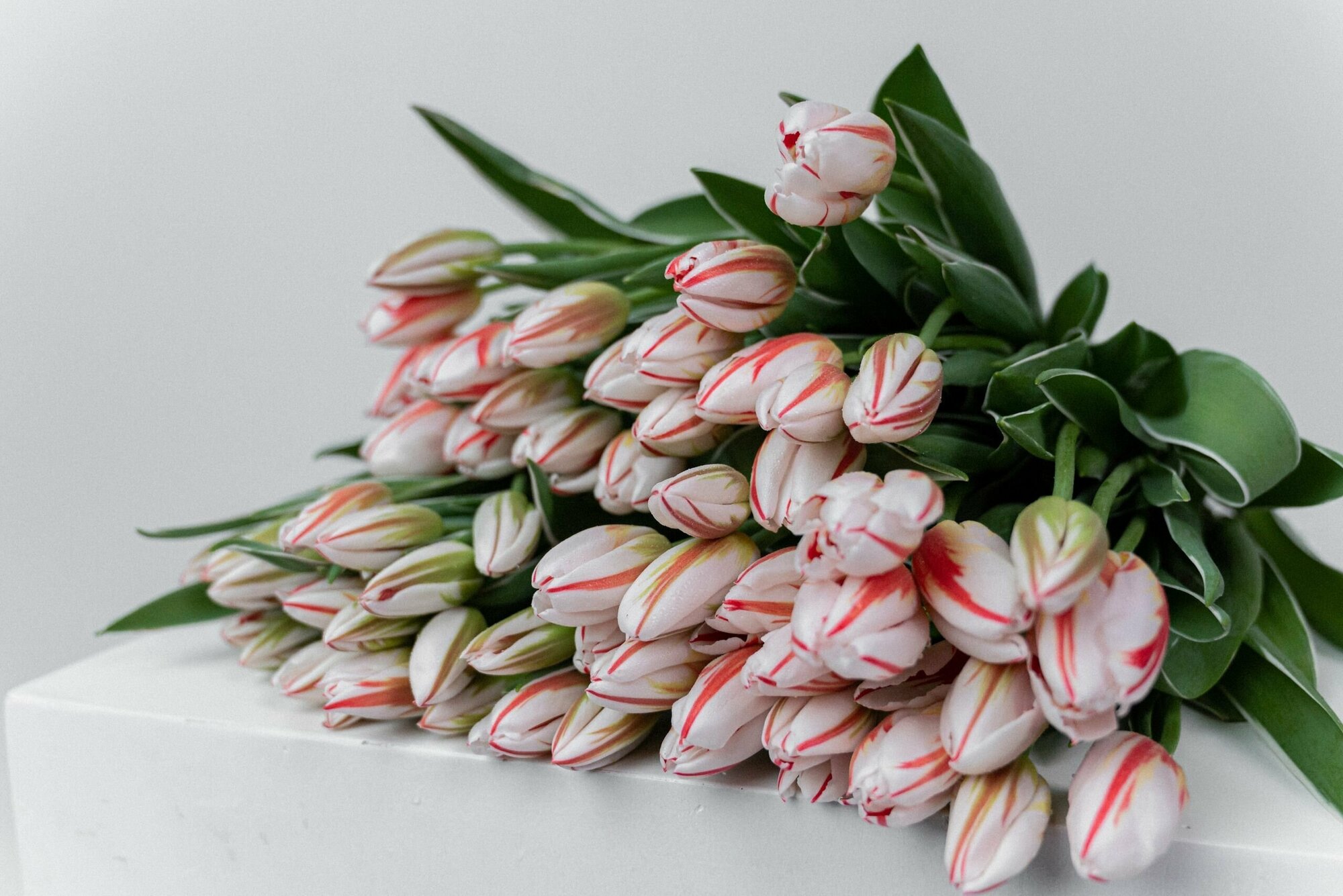 Луковицы цветов тюльпанов 20 штук х 2 комплекта - фотография № 7