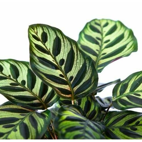 Калатея Макояна (лат. Calathea Makoyana) D6см