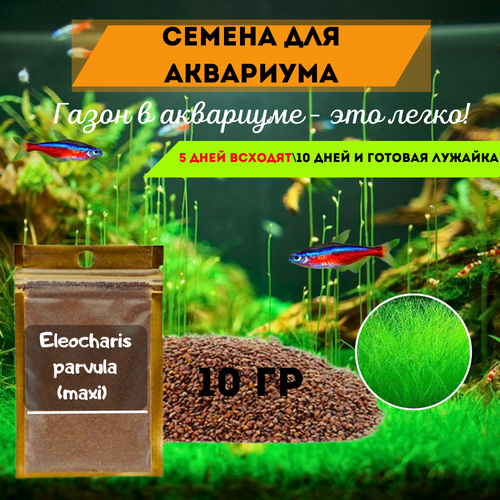 Семена растений для аквариума - 1 пачка. Элеохарис игольчатый аквариумное растение живое.
