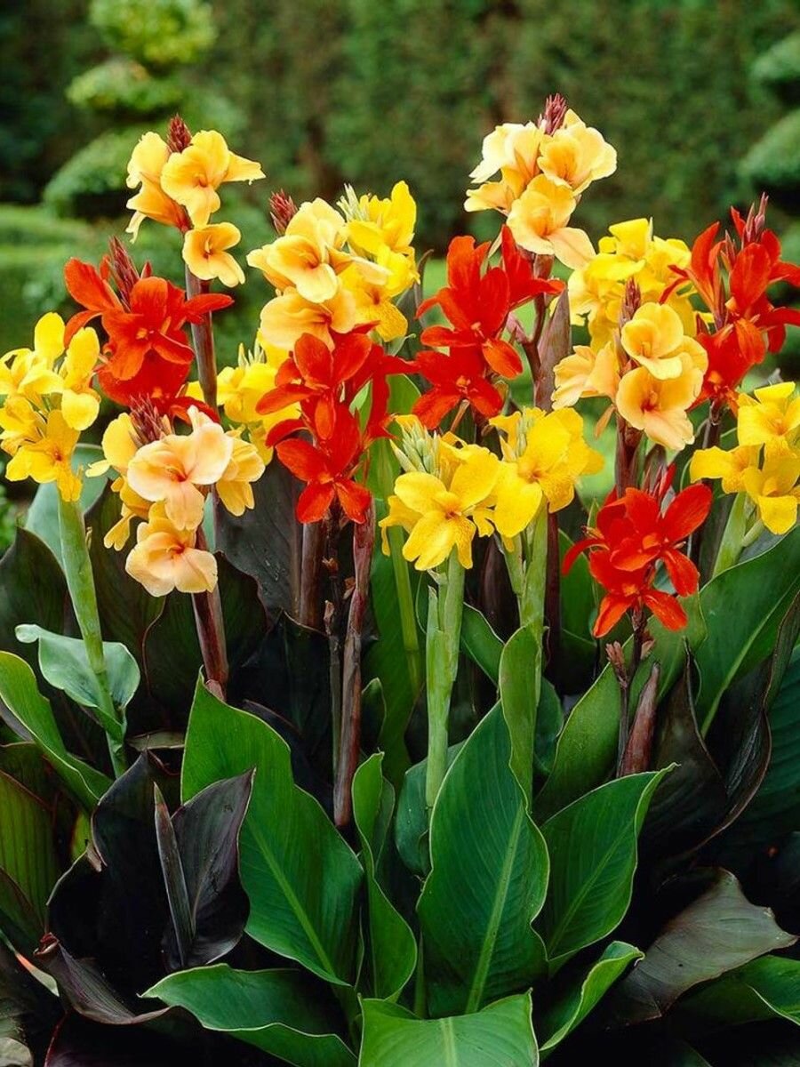 Семена Канна декоративная микс (Canna), 5 штук