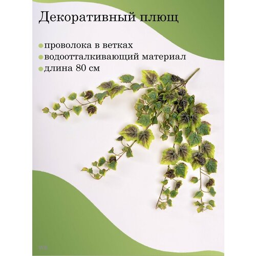 Папоротник Плющ Лиана