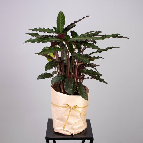 Калатея Вейвстар (D-19, H-70)