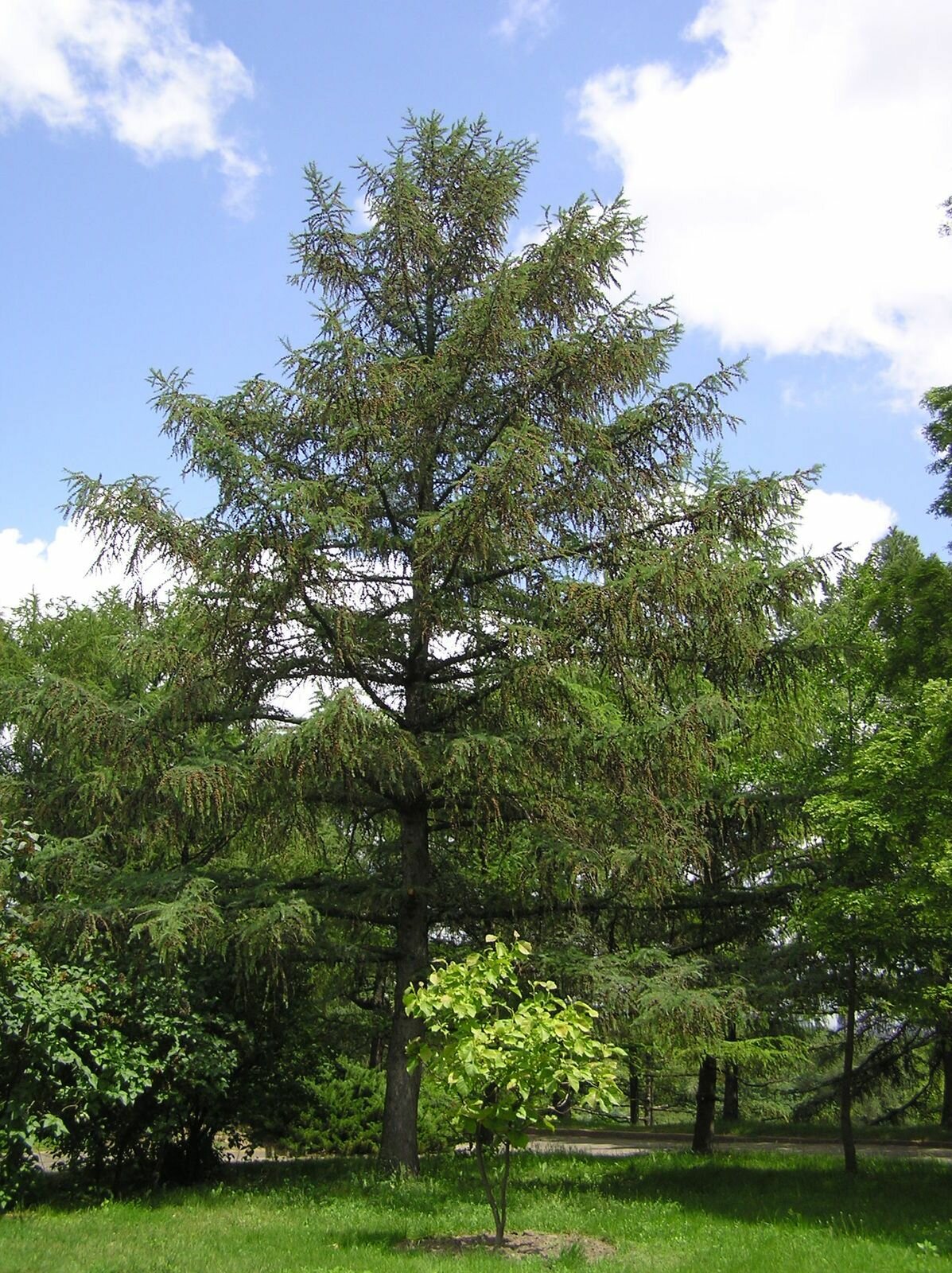 Лиственница сибирская (лат. Larix Sibirica) семена 100 шт + подарок