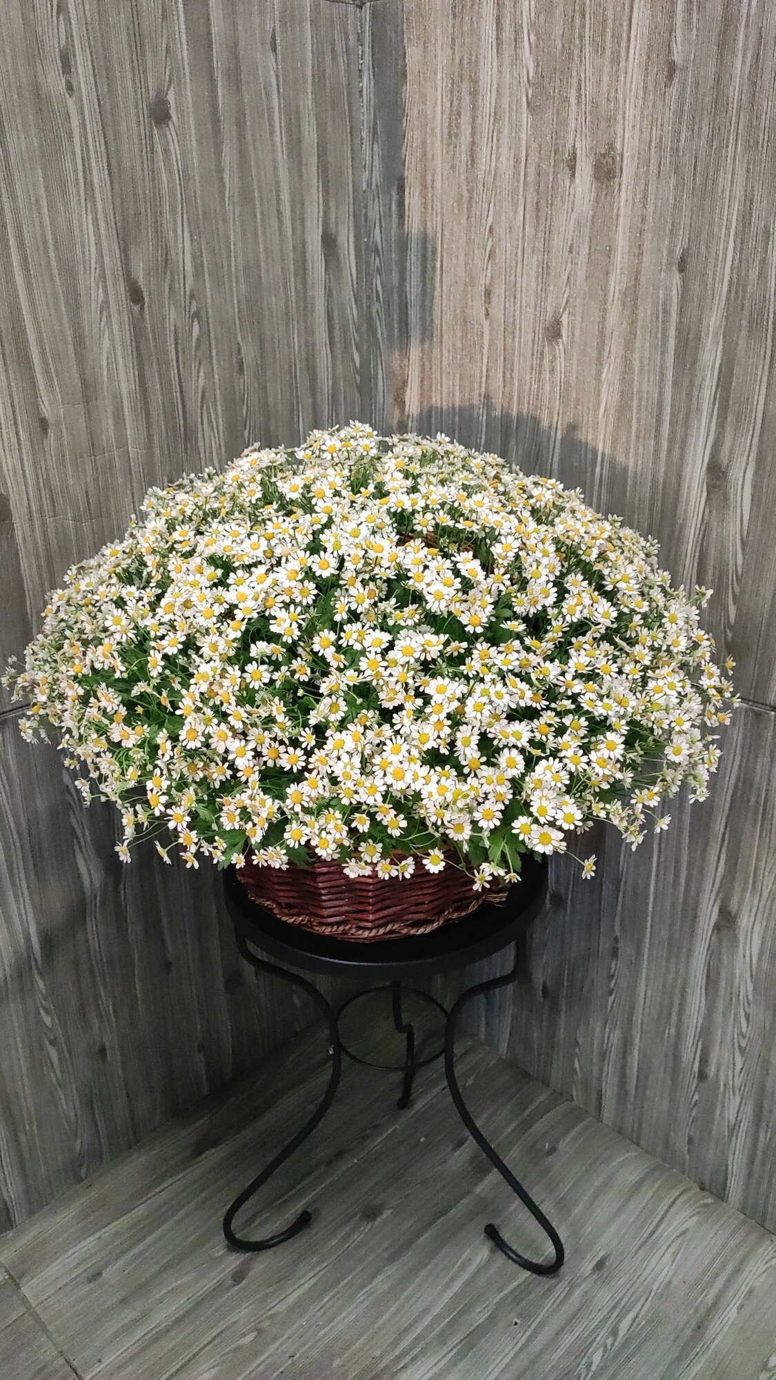 51 кустовая ромашка в корзине