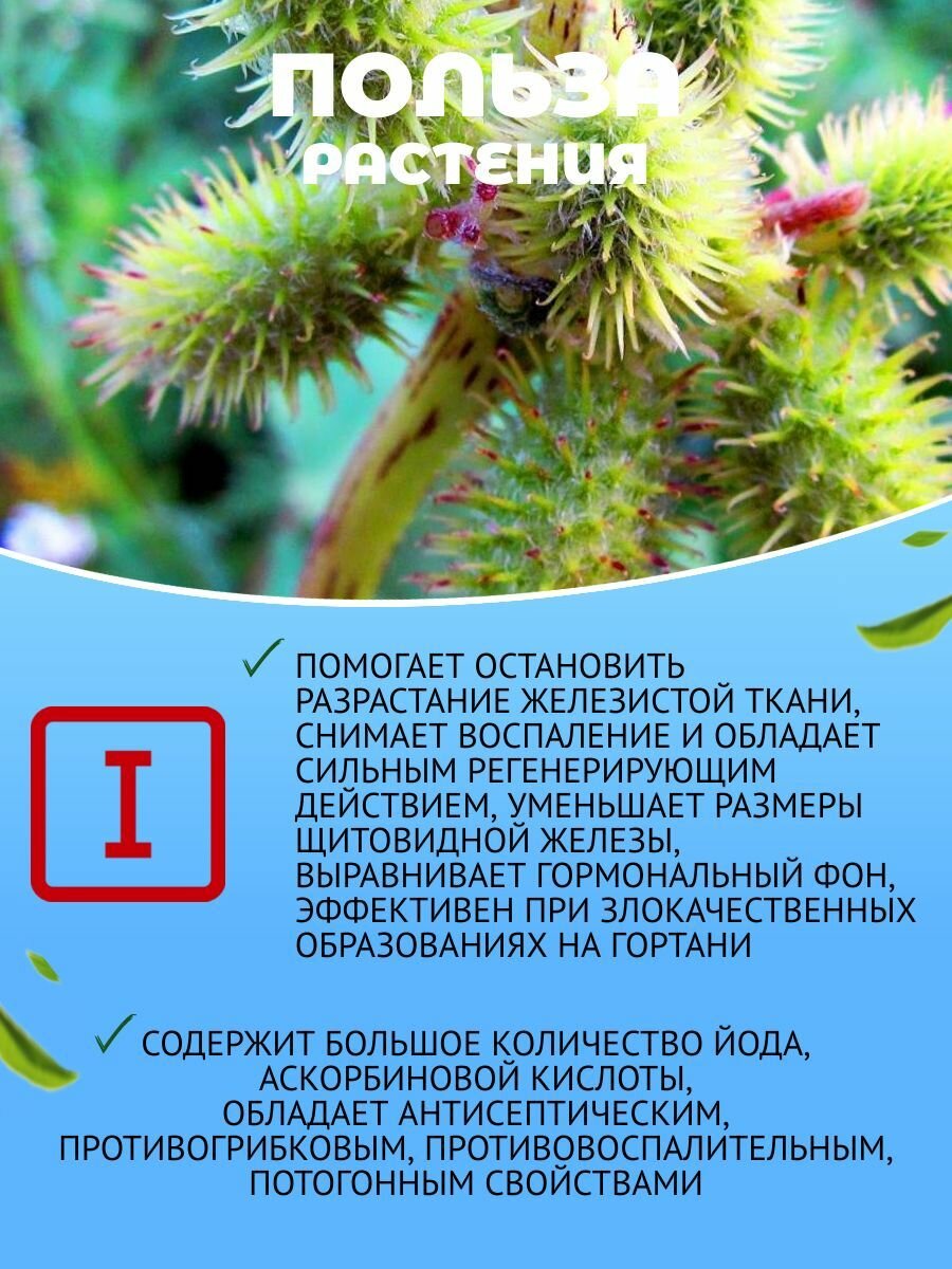 Изображение Дурнишник трава при гипотиреозе, при воспалении щитовидной железы, Травы Алтая