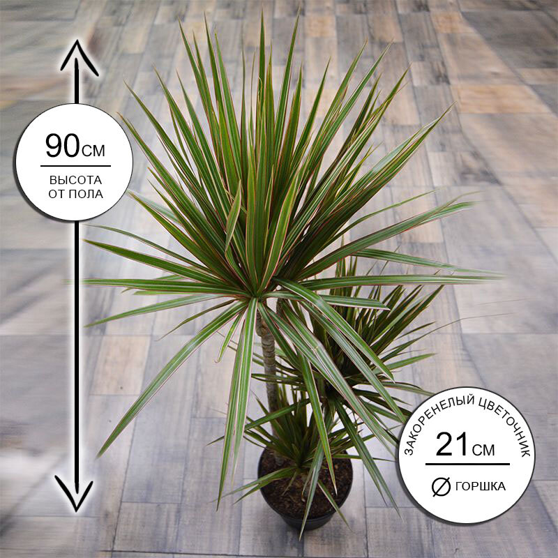 Драцена Биколор 3ств. 21*90 живое комнатное растение в горшке Закоренелый Цветочник