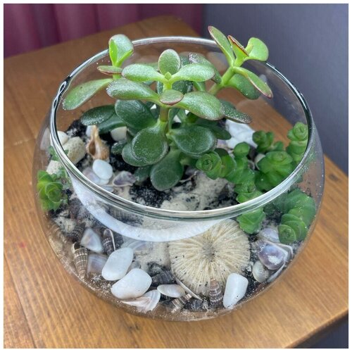 Флорариум с суккулентами в морском стиле, с ракушками и суккулентами