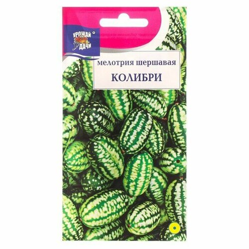 Мелотрия шершавая Колибри