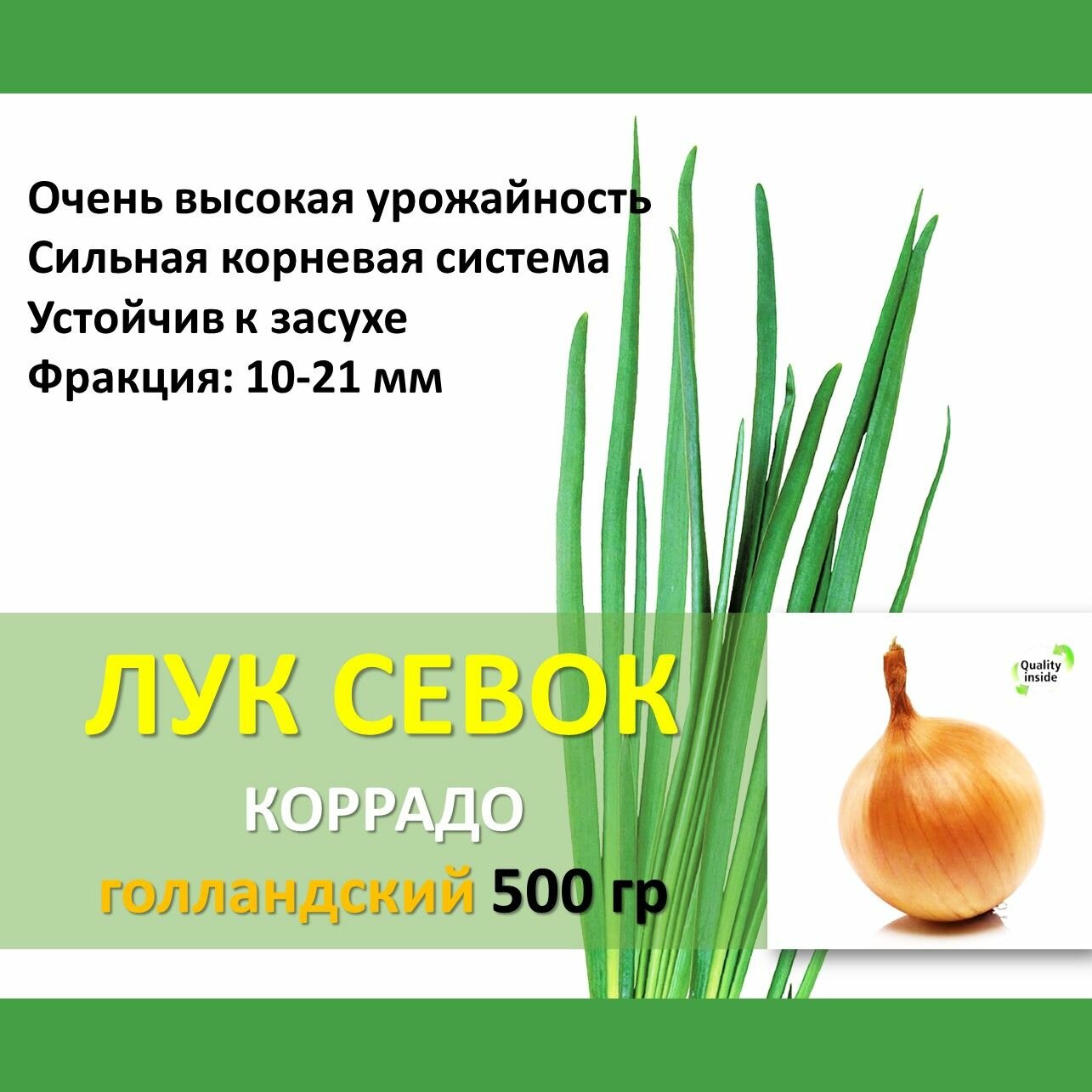 Голландский лук севок Коррадо 05 кг желтый