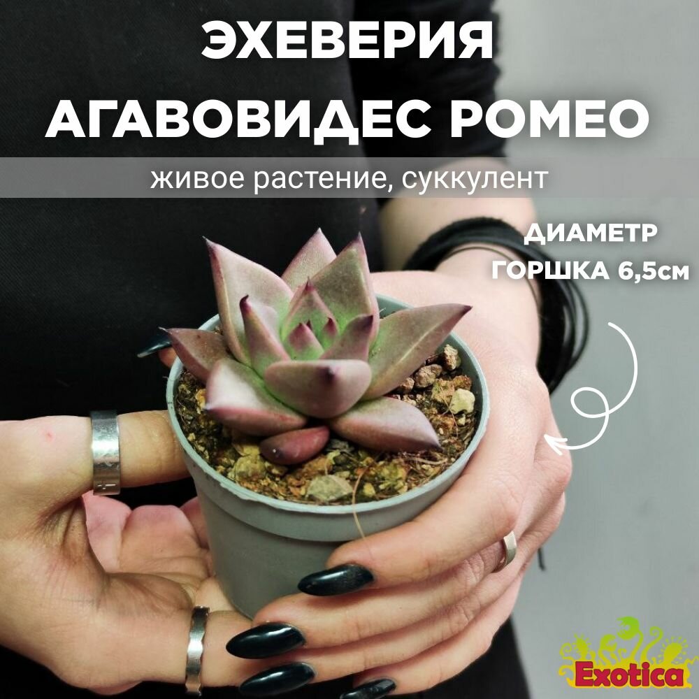 Суккулент Эхеверия Агавовидес Ромео (Echeveria Agavoides Romeo) D65см