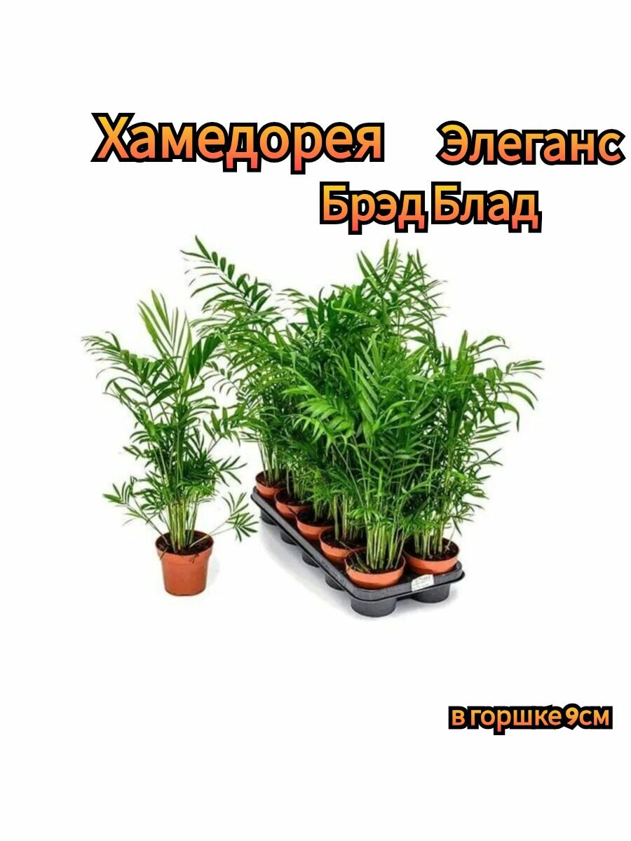 Комнатное растение, Хамедорея Элеганс, Бред Блад, высота 20 см, в горшке 9см