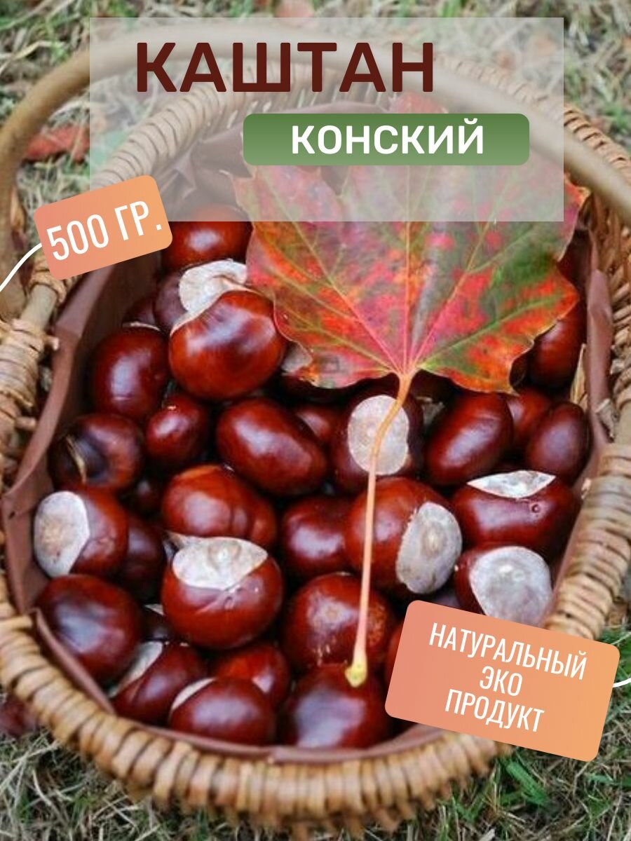 Плоды Конского Каштана для поделок, косметики, для сенсорных игр с детьми