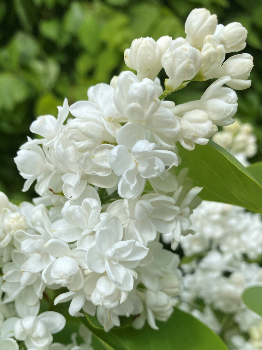 Сирень обыкновенная Мисс Элен Вилмот  Syringa vulgaris Miss Ellen Wilmot 