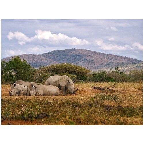 Фотообои Уютная стена Отдыхающие носороги 360х270 см Виниловые Бесшовные (единым полотном)