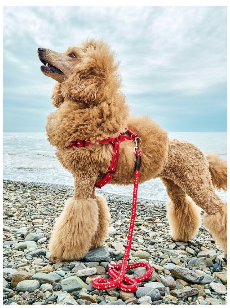 Шлейка для собак Japan Premium Pet / Шлейка эрго-анатомическая с двойной фиксацией "Антисрыв", размер М, цвет красный. - фотография № 2