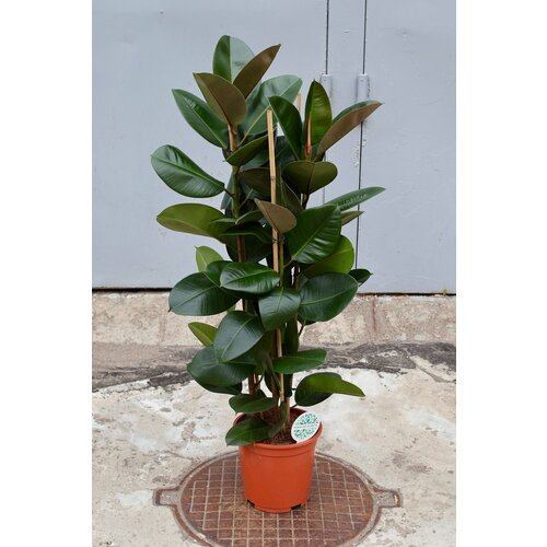 Фикус Эластика Робуста 3 ствола (D-27 H-130/140)