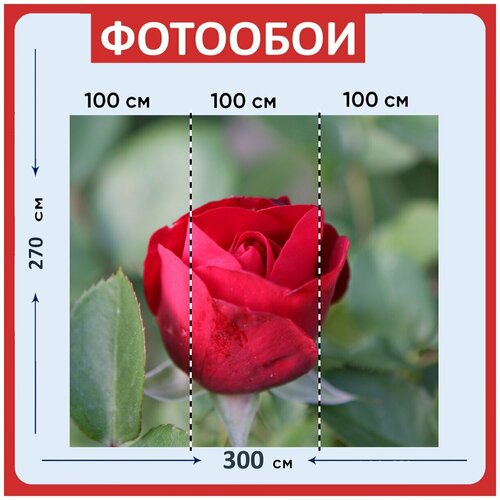 Фотообои Роза цветок красный 300x270 см флизелиновыена стену 3970₽