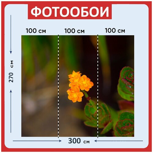 Фотообои Цветок желтый апельсин 300x270 см флизелиновыена стену 3960₽