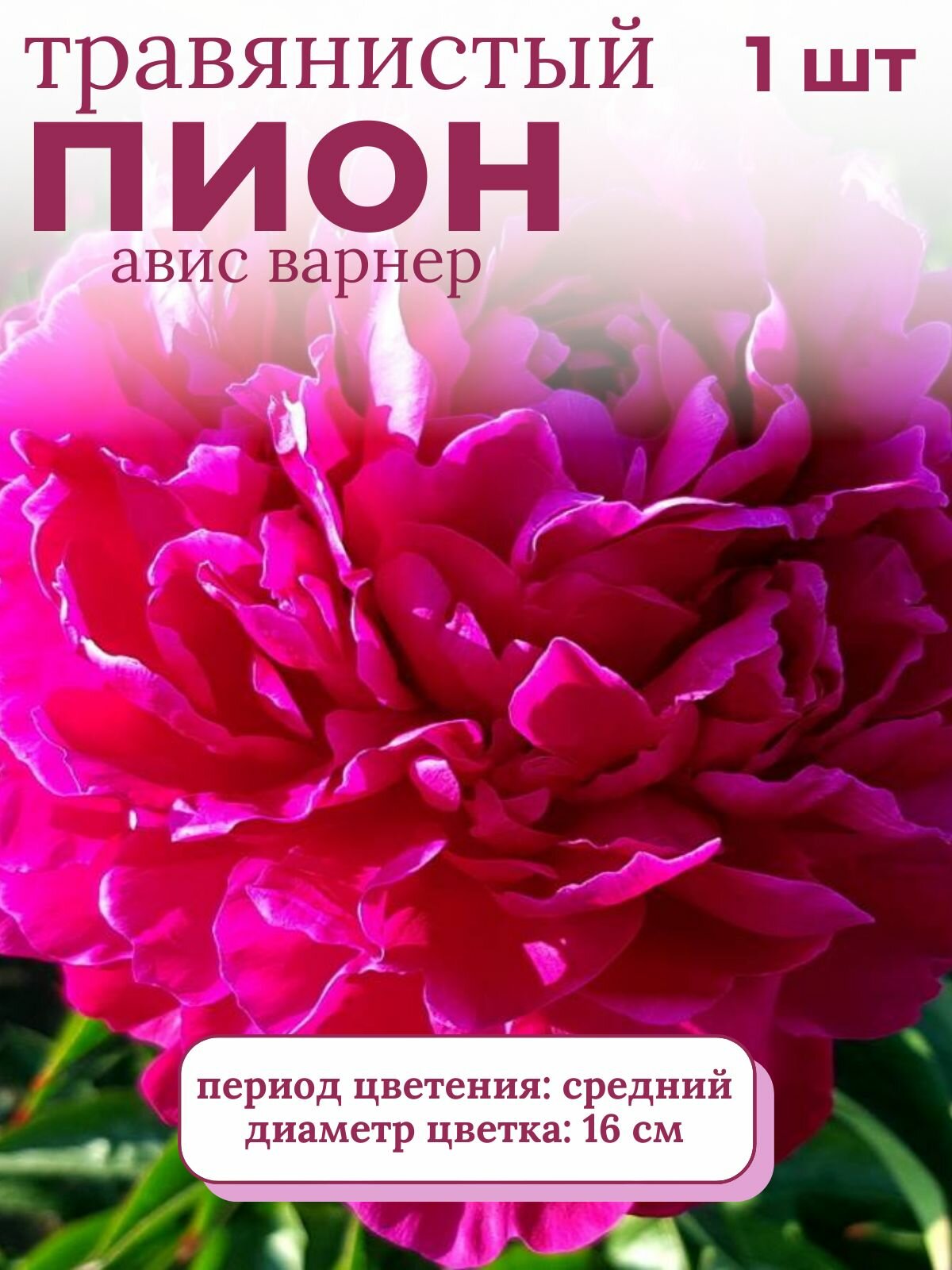 Пион травянистый многолетние цветы 1 шт