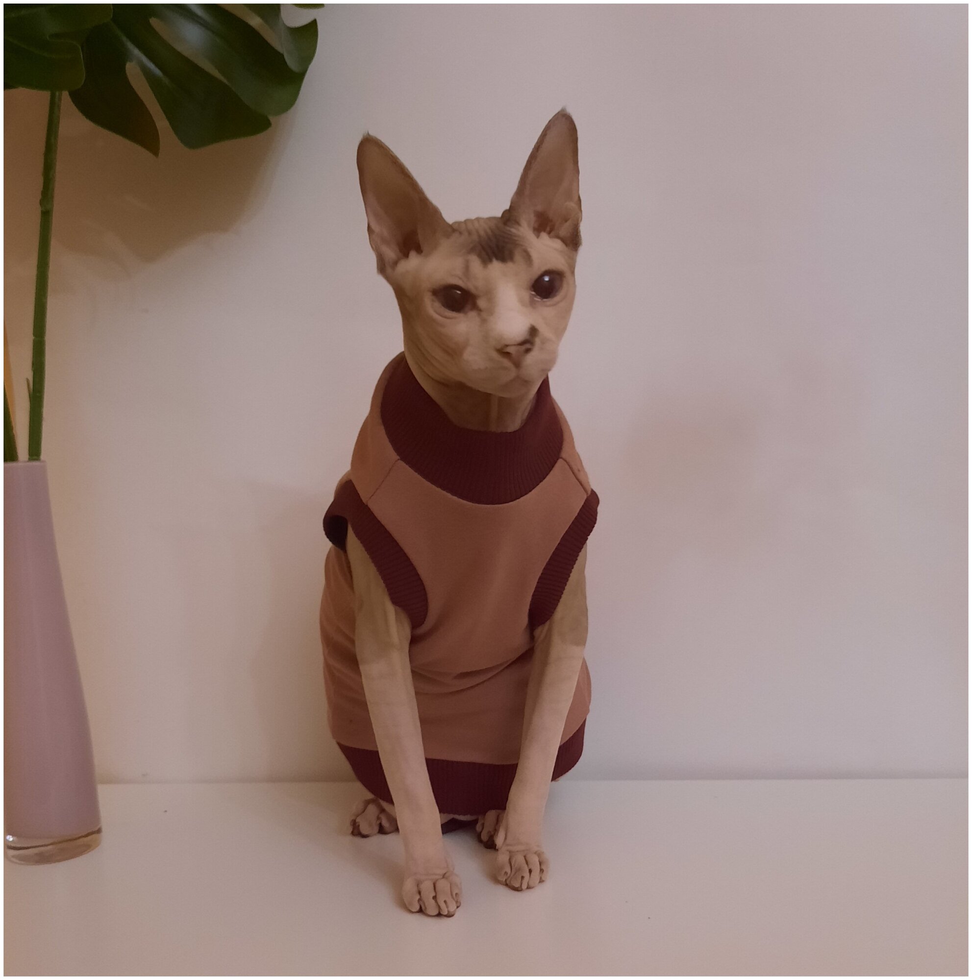 Свитшот для кошек, размер 40 (длина спины 40см), цвет розовая пудра/ толстовка свитшот свитер для кошек сфинкс / одежда для животных - фотография № 8