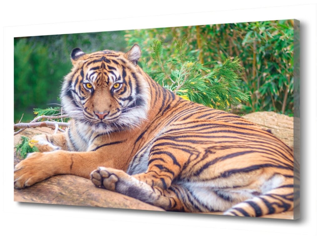 Картина на холсте "Тигр" PRC-1200 (45x30см). Натуральный холст