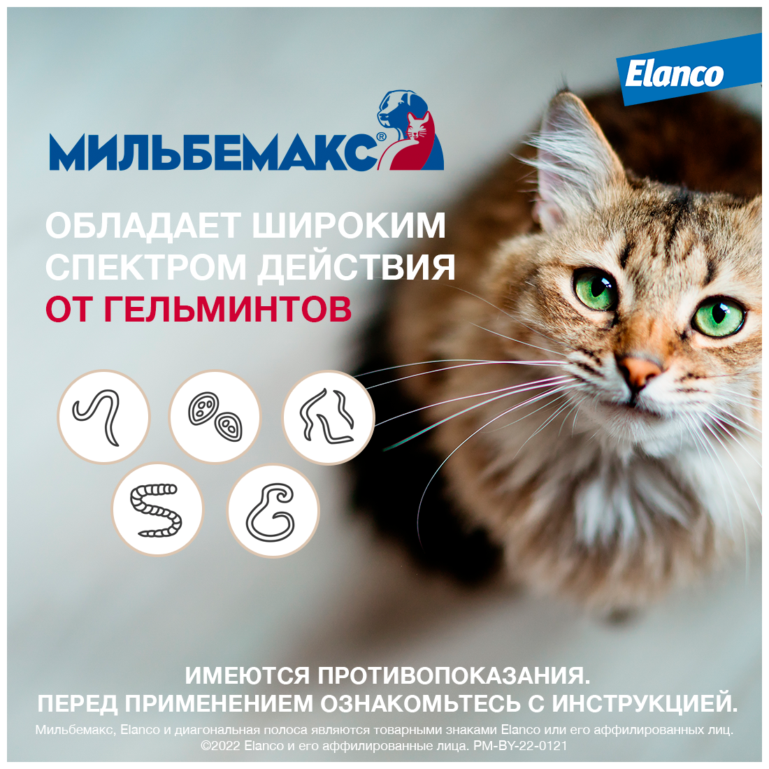 Мильбемакс (Elanco), таблетки от гельминтов со вкусом говядины для котят и маленьких кошек – 2 таблетки