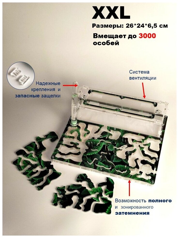 Большая муравьиная ферма "Мята" XXL Люкс 26*24*6.5см - фотография № 3