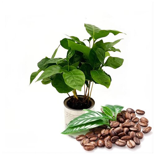Семена Лесландия Кофе арабский карликовый Кафа, 5 шт