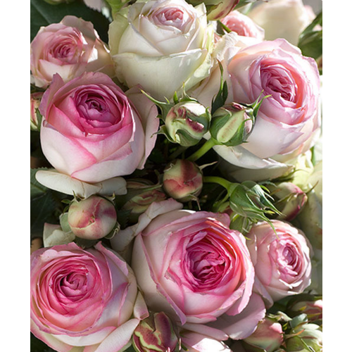 Роза Пьер де Ронсар (плетистая), 1 саженец роза эдит роуз пьер де ронсар плетистая топалович