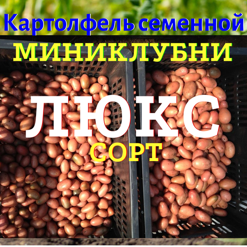 Картофель семенной селекционный люкс категория миниклубни